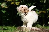 COTON DE TULEAR 024